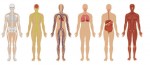 http://www.livescience.com/images/i/000/049/875/i02/human-body.jpg